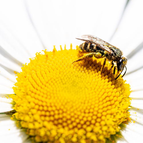 Untitled (1000 x 1000 px) (51)