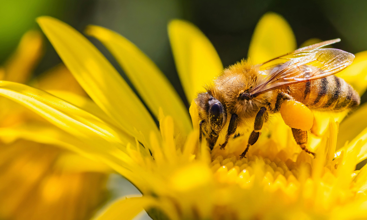 Bee Pollen: The Ultimate Superfood from Honey Bees